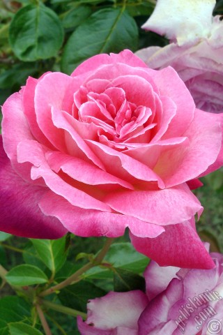 A mobile wallpaper and MMS picture for Apple iPhone 7s, 6s, 5s, 4s, Plus, iPods, iPads, New iPads, Samsung Galaxy S Series and Notes, Sony Ericsson Xperia, LG Mobile Phones, Tablets and Devices: Pink rose photo.
