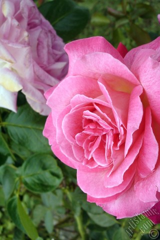 A mobile wallpaper and MMS picture for Apple iPhone 7s, 6s, 5s, 4s, Plus, iPods, iPads, New iPads, Samsung Galaxy S Series and Notes, Sony Ericsson Xperia, LG Mobile Phones, Tablets and Devices: Pink rose photo.
