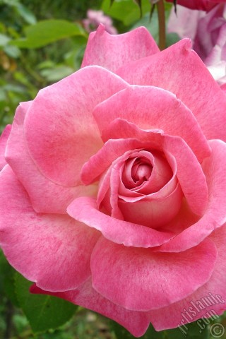 A mobile wallpaper and MMS picture for Apple iPhone 7s, 6s, 5s, 4s, Plus, iPods, iPads, New iPads, Samsung Galaxy S Series and Notes, Sony Ericsson Xperia, LG Mobile Phones, Tablets and Devices: Pink rose photo.
