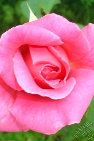 A mobile wallpaper and MMS picture for Apple iPhone 7s, 6s, 5s, 4s, Plus, iPods, iPads, New iPads, Samsung Galaxy S Series and Notes, Sony Ericsson Xperia, LG Mobile Phones, Tablets and Devices: Pink rose photo.
