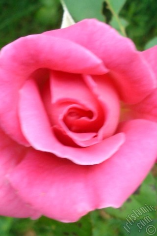 A mobile wallpaper and MMS picture for Apple iPhone 7s, 6s, 5s, 4s, Plus, iPods, iPads, New iPads, Samsung Galaxy S Series and Notes, Sony Ericsson Xperia, LG Mobile Phones, Tablets and Devices: Pink rose photo.
