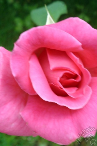 A mobile wallpaper and MMS picture for Apple iPhone 7s, 6s, 5s, 4s, Plus, iPods, iPads, New iPads, Samsung Galaxy S Series and Notes, Sony Ericsson Xperia, LG Mobile Phones, Tablets and Devices: Pink rose photo.
