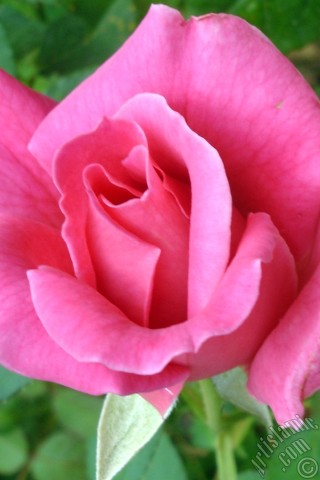 A mobile wallpaper and MMS picture for Apple iPhone 7s, 6s, 5s, 4s, Plus, iPods, iPads, New iPads, Samsung Galaxy S Series and Notes, Sony Ericsson Xperia, LG Mobile Phones, Tablets and Devices: Pink rose photo.
