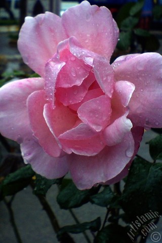 A mobile wallpaper and MMS picture for Apple iPhone 7s, 6s, 5s, 4s, Plus, iPods, iPads, New iPads, Samsung Galaxy S Series and Notes, Sony Ericsson Xperia, LG Mobile Phones, Tablets and Devices: Pink rose photo.
