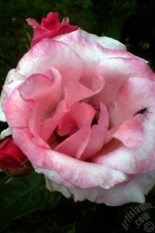 A mobile wallpaper and MMS picture for Apple iPhone 7s, 6s, 5s, 4s, Plus, iPods, iPads, New iPads, Samsung Galaxy S Series and Notes, Sony Ericsson Xperia, LG Mobile Phones, Tablets and Devices: Pink rose photo.
