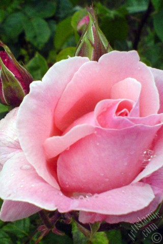 A mobile wallpaper and MMS picture for Apple iPhone 7s, 6s, 5s, 4s, Plus, iPods, iPads, New iPads, Samsung Galaxy S Series and Notes, Sony Ericsson Xperia, LG Mobile Phones, Tablets and Devices: Pink rose photo.
