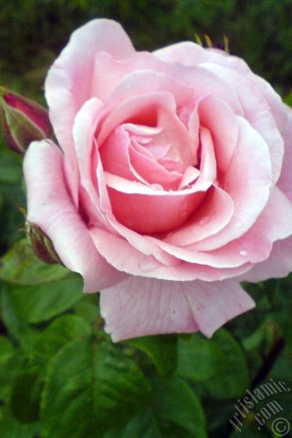 A mobile wallpaper and MMS picture for Apple iPhone 7s, 6s, 5s, 4s, Plus, iPods, iPads, New iPads, Samsung Galaxy S Series and Notes, Sony Ericsson Xperia, LG Mobile Phones, Tablets and Devices: Pink rose photo.
