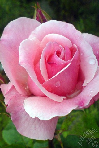 A mobile wallpaper and MMS picture for Apple iPhone 7s, 6s, 5s, 4s, Plus, iPods, iPads, New iPads, Samsung Galaxy S Series and Notes, Sony Ericsson Xperia, LG Mobile Phones, Tablets and Devices: Pink rose photo.
