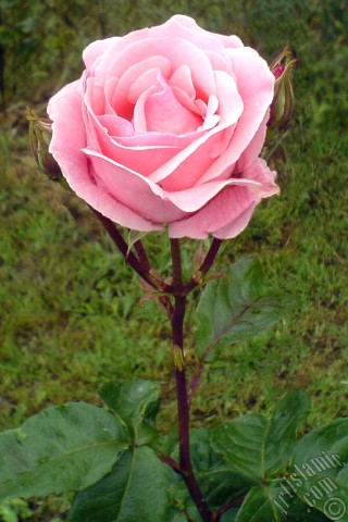 A mobile wallpaper and MMS picture for Apple iPhone 7s, 6s, 5s, 4s, Plus, iPods, iPads, New iPads, Samsung Galaxy S Series and Notes, Sony Ericsson Xperia, LG Mobile Phones, Tablets and Devices: Pink rose photo.
