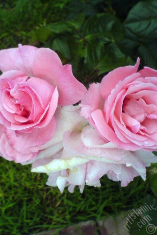 A mobile wallpaper and MMS picture for Apple iPhone 7s, 6s, 5s, 4s, Plus, iPods, iPads, New iPads, Samsung Galaxy S Series and Notes, Sony Ericsson Xperia, LG Mobile Phones, Tablets and Devices: Pink rose photo.
