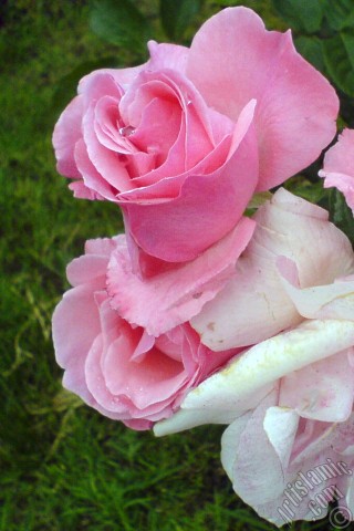 A mobile wallpaper and MMS picture for Apple iPhone 7s, 6s, 5s, 4s, Plus, iPods, iPads, New iPads, Samsung Galaxy S Series and Notes, Sony Ericsson Xperia, LG Mobile Phones, Tablets and Devices: Pink rose photo.
