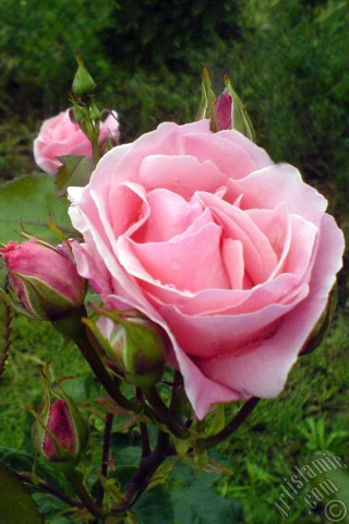 A mobile wallpaper and MMS picture for Apple iPhone 7s, 6s, 5s, 4s, Plus, iPods, iPads, New iPads, Samsung Galaxy S Series and Notes, Sony Ericsson Xperia, LG Mobile Phones, Tablets and Devices: Pink rose photo.
