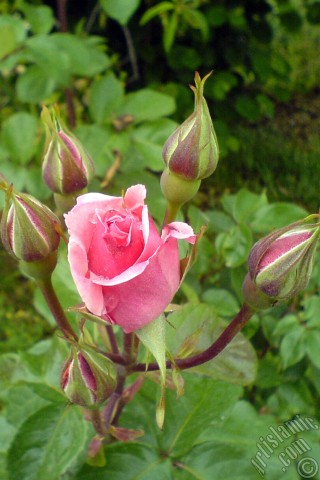 A mobile wallpaper and MMS picture for Apple iPhone 7s, 6s, 5s, 4s, Plus, iPods, iPads, New iPads, Samsung Galaxy S Series and Notes, Sony Ericsson Xperia, LG Mobile Phones, Tablets and Devices: Pink rose photo.
