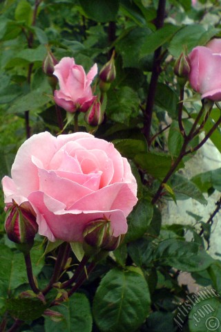 A mobile wallpaper and MMS picture for Apple iPhone 7s, 6s, 5s, 4s, Plus, iPods, iPads, New iPads, Samsung Galaxy S Series and Notes, Sony Ericsson Xperia, LG Mobile Phones, Tablets and Devices: Pink rose photo.
