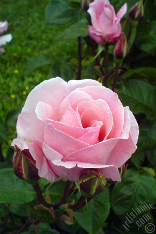 A mobile wallpaper and MMS picture for Apple iPhone 7s, 6s, 5s, 4s, Plus, iPods, iPads, New iPads, Samsung Galaxy S Series and Notes, Sony Ericsson Xperia, LG Mobile Phones, Tablets and Devices: Pink rose photo.
