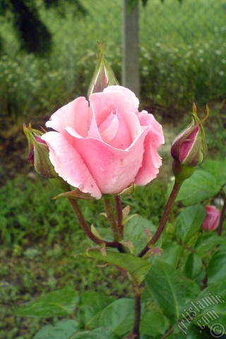 A mobile wallpaper and MMS picture for Apple iPhone 7s, 6s, 5s, 4s, Plus, iPods, iPads, New iPads, Samsung Galaxy S Series and Notes, Sony Ericsson Xperia, LG Mobile Phones, Tablets and Devices: Pink rose photo.
