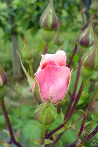 A mobile wallpaper and MMS picture for Apple iPhone 7s, 6s, 5s, 4s, Plus, iPods, iPads, New iPads, Samsung Galaxy S Series and Notes, Sony Ericsson Xperia, LG Mobile Phones, Tablets and Devices: Pink rose photo.
