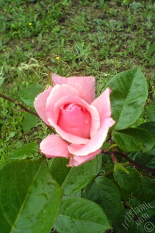 A mobile wallpaper and MMS picture for Apple iPhone 7s, 6s, 5s, 4s, Plus, iPods, iPads, New iPads, Samsung Galaxy S Series and Notes, Sony Ericsson Xperia, LG Mobile Phones, Tablets and Devices: Pink rose photo.
