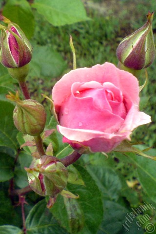 A mobile wallpaper and MMS picture for Apple iPhone 7s, 6s, 5s, 4s, Plus, iPods, iPads, New iPads, Samsung Galaxy S Series and Notes, Sony Ericsson Xperia, LG Mobile Phones, Tablets and Devices: Pink rose photo.
