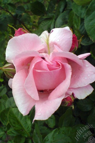 A mobile wallpaper and MMS picture for Apple iPhone 7s, 6s, 5s, 4s, Plus, iPods, iPads, New iPads, Samsung Galaxy S Series and Notes, Sony Ericsson Xperia, LG Mobile Phones, Tablets and Devices: Pink rose photo.
