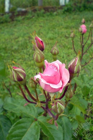 A mobile wallpaper and MMS picture for Apple iPhone 7s, 6s, 5s, 4s, Plus, iPods, iPads, New iPads, Samsung Galaxy S Series and Notes, Sony Ericsson Xperia, LG Mobile Phones, Tablets and Devices: Pink rose photo.
