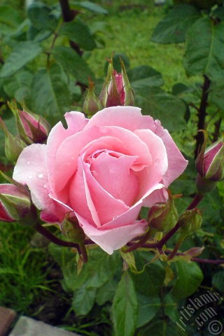 A mobile wallpaper and MMS picture for Apple iPhone 7s, 6s, 5s, 4s, Plus, iPods, iPads, New iPads, Samsung Galaxy S Series and Notes, Sony Ericsson Xperia, LG Mobile Phones, Tablets and Devices: Pink rose photo.
