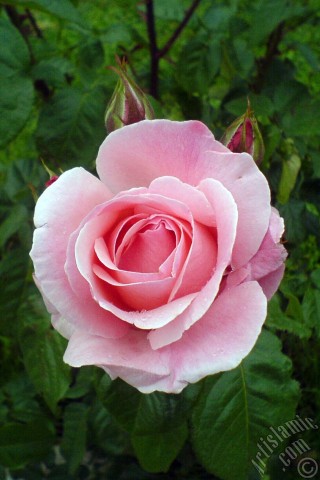 A mobile wallpaper and MMS picture for Apple iPhone 7s, 6s, 5s, 4s, Plus, iPods, iPads, New iPads, Samsung Galaxy S Series and Notes, Sony Ericsson Xperia, LG Mobile Phones, Tablets and Devices: Pink rose photo.
