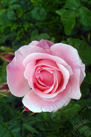 A mobile wallpaper and MMS picture for Apple iPhone 7s, 6s, 5s, 4s, Plus, iPods, iPads, New iPads, Samsung Galaxy S Series and Notes, Sony Ericsson Xperia, LG Mobile Phones, Tablets and Devices: Pink rose photo.
