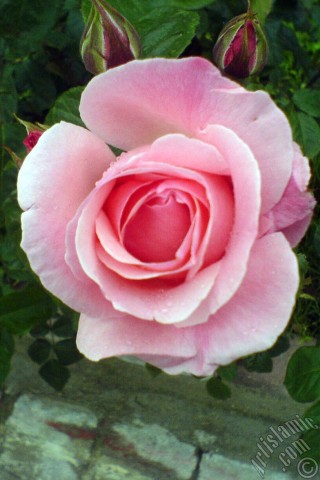 A mobile wallpaper and MMS picture for Apple iPhone 7s, 6s, 5s, 4s, Plus, iPods, iPads, New iPads, Samsung Galaxy S Series and Notes, Sony Ericsson Xperia, LG Mobile Phones, Tablets and Devices: Pink rose photo.
