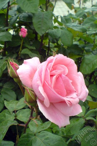 A mobile wallpaper and MMS picture for Apple iPhone 7s, 6s, 5s, 4s, Plus, iPods, iPads, New iPads, Samsung Galaxy S Series and Notes, Sony Ericsson Xperia, LG Mobile Phones, Tablets and Devices: Pink rose photo.
