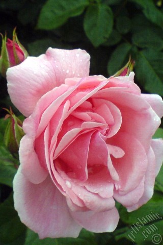 A mobile wallpaper and MMS picture for Apple iPhone 7s, 6s, 5s, 4s, Plus, iPods, iPads, New iPads, Samsung Galaxy S Series and Notes, Sony Ericsson Xperia, LG Mobile Phones, Tablets and Devices: Pink rose photo.
