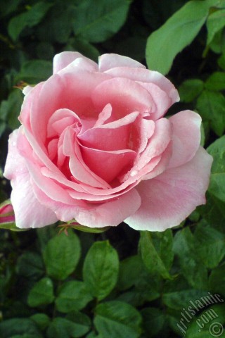 A mobile wallpaper and MMS picture for Apple iPhone 7s, 6s, 5s, 4s, Plus, iPods, iPads, New iPads, Samsung Galaxy S Series and Notes, Sony Ericsson Xperia, LG Mobile Phones, Tablets and Devices: Pink rose photo.
