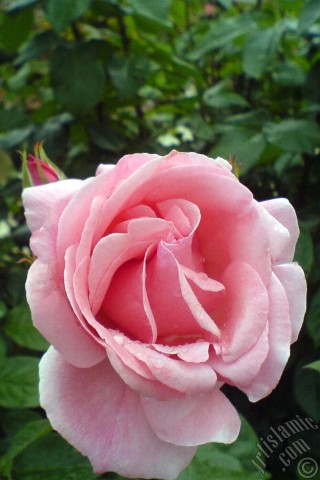 A mobile wallpaper and MMS picture for Apple iPhone 7s, 6s, 5s, 4s, Plus, iPods, iPads, New iPads, Samsung Galaxy S Series and Notes, Sony Ericsson Xperia, LG Mobile Phones, Tablets and Devices: Pink rose photo.
