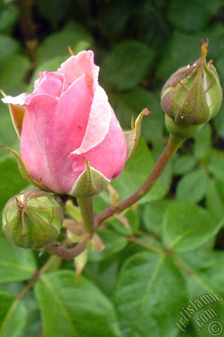 A mobile wallpaper and MMS picture for Apple iPhone 7s, 6s, 5s, 4s, Plus, iPods, iPads, New iPads, Samsung Galaxy S Series and Notes, Sony Ericsson Xperia, LG Mobile Phones, Tablets and Devices: Pink rose photo.
