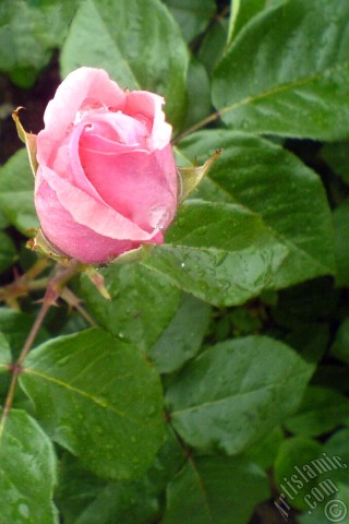 A mobile wallpaper and MMS picture for Apple iPhone 7s, 6s, 5s, 4s, Plus, iPods, iPads, New iPads, Samsung Galaxy S Series and Notes, Sony Ericsson Xperia, LG Mobile Phones, Tablets and Devices: Pink rose photo.
