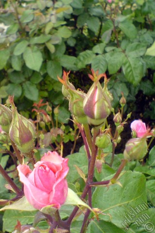 A mobile wallpaper and MMS picture for Apple iPhone 7s, 6s, 5s, 4s, Plus, iPods, iPads, New iPads, Samsung Galaxy S Series and Notes, Sony Ericsson Xperia, LG Mobile Phones, Tablets and Devices: Pink rose photo.
