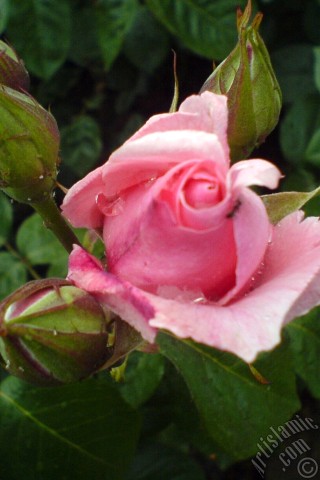 A mobile wallpaper and MMS picture for Apple iPhone 7s, 6s, 5s, 4s, Plus, iPods, iPads, New iPads, Samsung Galaxy S Series and Notes, Sony Ericsson Xperia, LG Mobile Phones, Tablets and Devices: Pink rose photo.
