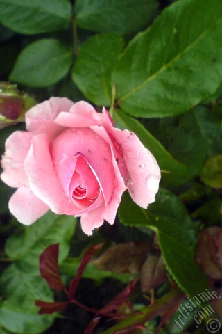 A mobile wallpaper and MMS picture for Apple iPhone 7s, 6s, 5s, 4s, Plus, iPods, iPads, New iPads, Samsung Galaxy S Series and Notes, Sony Ericsson Xperia, LG Mobile Phones, Tablets and Devices: Pink rose photo.
