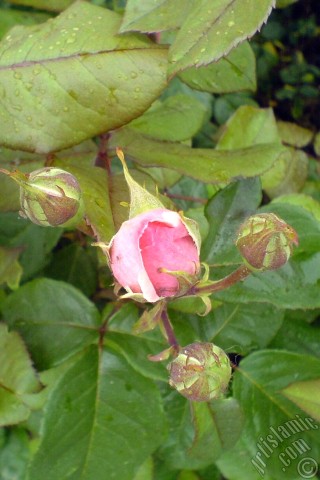 A mobile wallpaper and MMS picture for Apple iPhone 7s, 6s, 5s, 4s, Plus, iPods, iPads, New iPads, Samsung Galaxy S Series and Notes, Sony Ericsson Xperia, LG Mobile Phones, Tablets and Devices: Pink rose photo.
