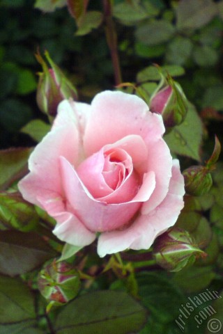 A mobile wallpaper and MMS picture for Apple iPhone 7s, 6s, 5s, 4s, Plus, iPods, iPads, New iPads, Samsung Galaxy S Series and Notes, Sony Ericsson Xperia, LG Mobile Phones, Tablets and Devices: Pink rose photo.
