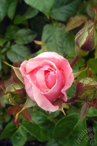 A mobile wallpaper and MMS picture for Apple iPhone 7s, 6s, 5s, 4s, Plus, iPods, iPads, New iPads, Samsung Galaxy S Series and Notes, Sony Ericsson Xperia, LG Mobile Phones, Tablets and Devices: Pink rose photo.
