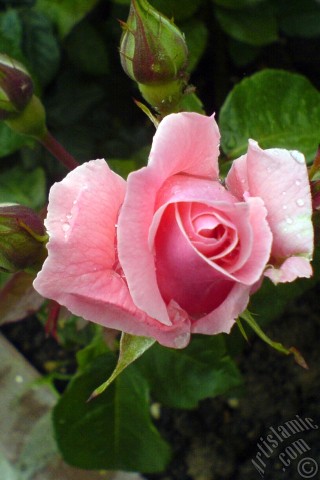 A mobile wallpaper and MMS picture for Apple iPhone 7s, 6s, 5s, 4s, Plus, iPods, iPads, New iPads, Samsung Galaxy S Series and Notes, Sony Ericsson Xperia, LG Mobile Phones, Tablets and Devices: Pink rose photo.
