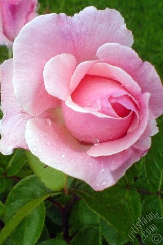 A mobile wallpaper and MMS picture for Apple iPhone 7s, 6s, 5s, 4s, Plus, iPods, iPads, New iPads, Samsung Galaxy S Series and Notes, Sony Ericsson Xperia, LG Mobile Phones, Tablets and Devices: Pink rose photo.
