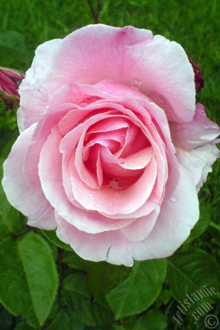 A mobile wallpaper and MMS picture for Apple iPhone 7s, 6s, 5s, 4s, Plus, iPods, iPads, New iPads, Samsung Galaxy S Series and Notes, Sony Ericsson Xperia, LG Mobile Phones, Tablets and Devices: Pink rose photo.
