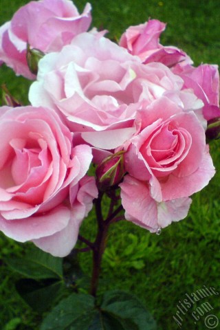 A mobile wallpaper and MMS picture for Apple iPhone 7s, 6s, 5s, 4s, Plus, iPods, iPads, New iPads, Samsung Galaxy S Series and Notes, Sony Ericsson Xperia, LG Mobile Phones, Tablets and Devices: Pink rose photo.
