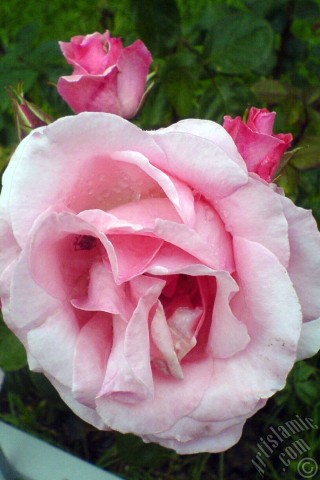 A mobile wallpaper and MMS picture for Apple iPhone 7s, 6s, 5s, 4s, Plus, iPods, iPads, New iPads, Samsung Galaxy S Series and Notes, Sony Ericsson Xperia, LG Mobile Phones, Tablets and Devices: Pink rose photo.
