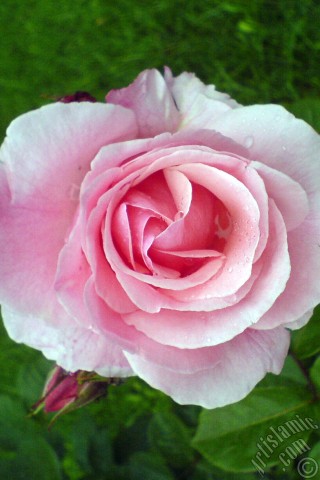 A mobile wallpaper and MMS picture for Apple iPhone 7s, 6s, 5s, 4s, Plus, iPods, iPads, New iPads, Samsung Galaxy S Series and Notes, Sony Ericsson Xperia, LG Mobile Phones, Tablets and Devices: Pink rose photo.
