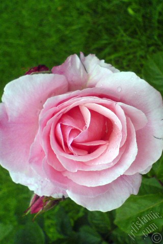 A mobile wallpaper and MMS picture for Apple iPhone 7s, 6s, 5s, 4s, Plus, iPods, iPads, New iPads, Samsung Galaxy S Series and Notes, Sony Ericsson Xperia, LG Mobile Phones, Tablets and Devices: Pink rose photo.
