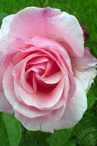 A mobile wallpaper and MMS picture for Apple iPhone 7s, 6s, 5s, 4s, Plus, iPods, iPads, New iPads, Samsung Galaxy S Series and Notes, Sony Ericsson Xperia, LG Mobile Phones, Tablets and Devices: Pink rose photo.
