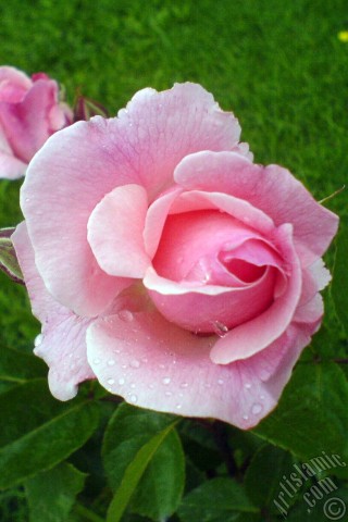 A mobile wallpaper and MMS picture for Apple iPhone 7s, 6s, 5s, 4s, Plus, iPods, iPads, New iPads, Samsung Galaxy S Series and Notes, Sony Ericsson Xperia, LG Mobile Phones, Tablets and Devices: Pink rose photo.
